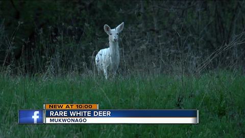 Rare white deer may be roaming around Mukwonago