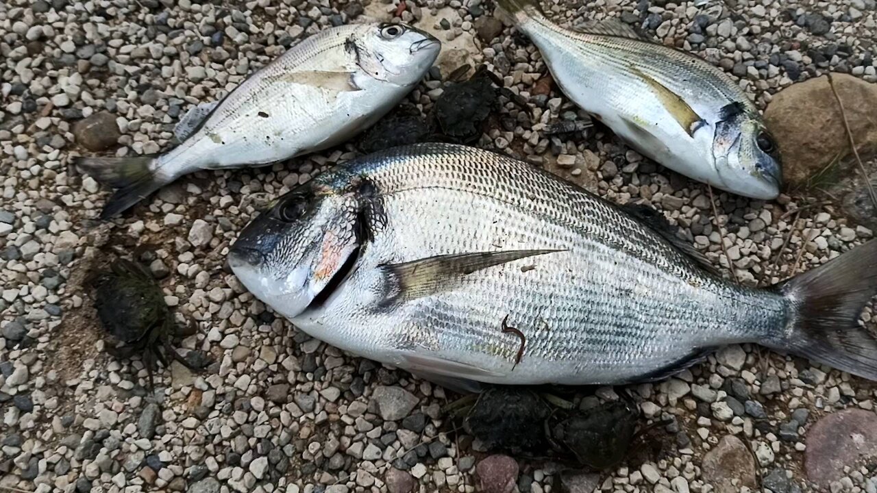 fish and crab