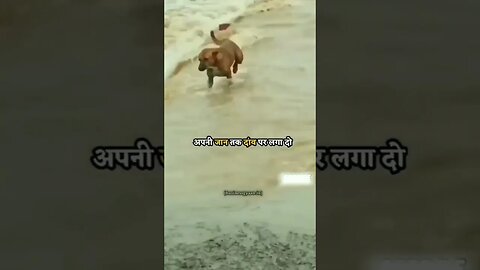 funny shorts video