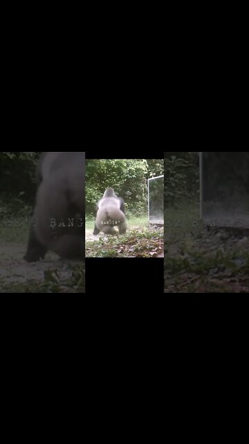 Rejecting Humanity, Returning to Monke #shorts