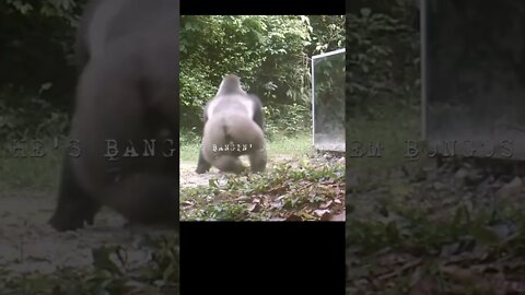 Rejecting Humanity, Returning to Monke #shorts