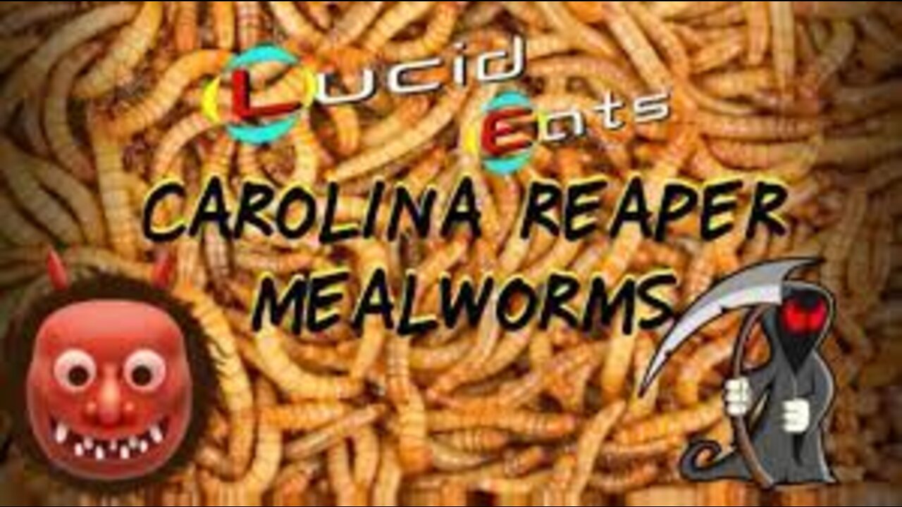 Carolina Reaper Vs Mealworms Time-Lapse