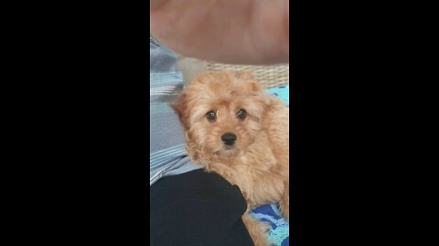 Cute puppy