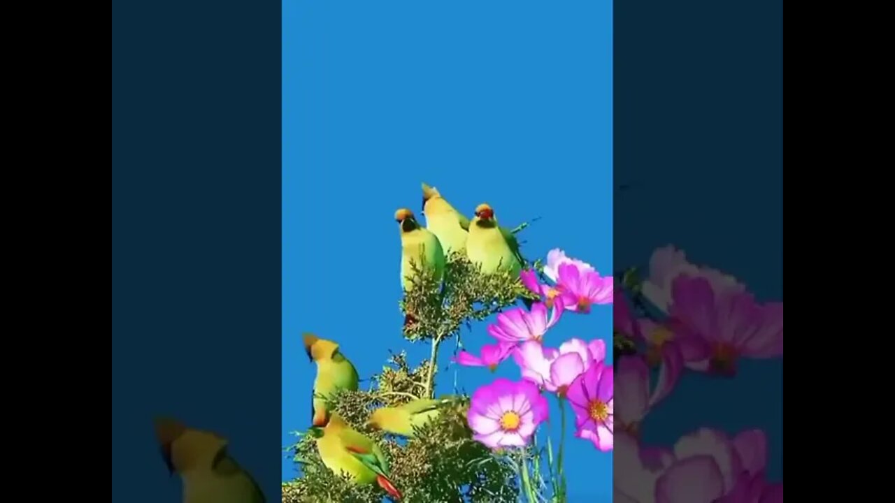 Birds Singing #ytshorts #shorts #PetpupFun #Fun #Dogs #Cats #Entertaiment #trending #viral