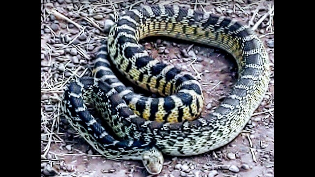 Large hissing bull snake