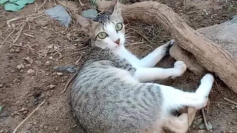 Our kitty playing with a tree root 😸🐱😍