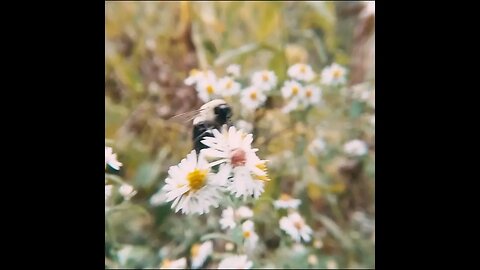 go pro bee in slo mo