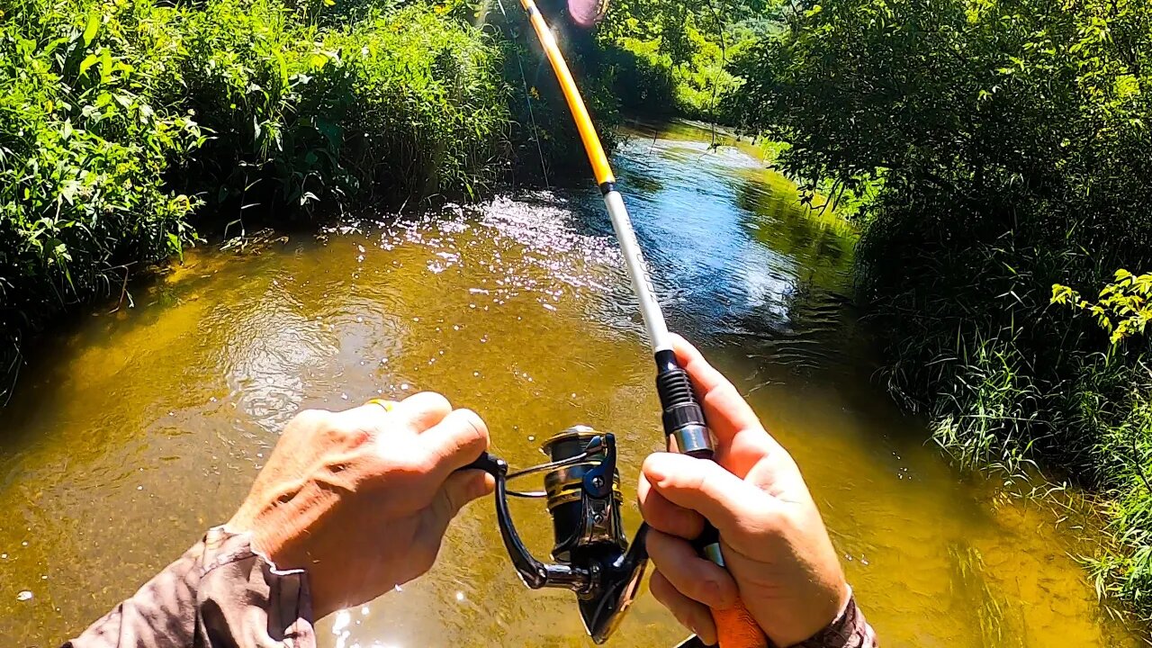 Catching a BIG Trout in a Small Creek