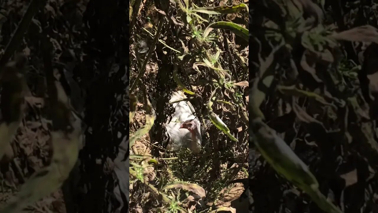 Guinea fowl keet hiding in bushes on hot day