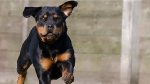 Un chien fait le mur en sautant du premier étage