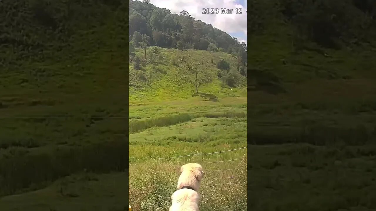 Farm cam. Watching maremma on watch