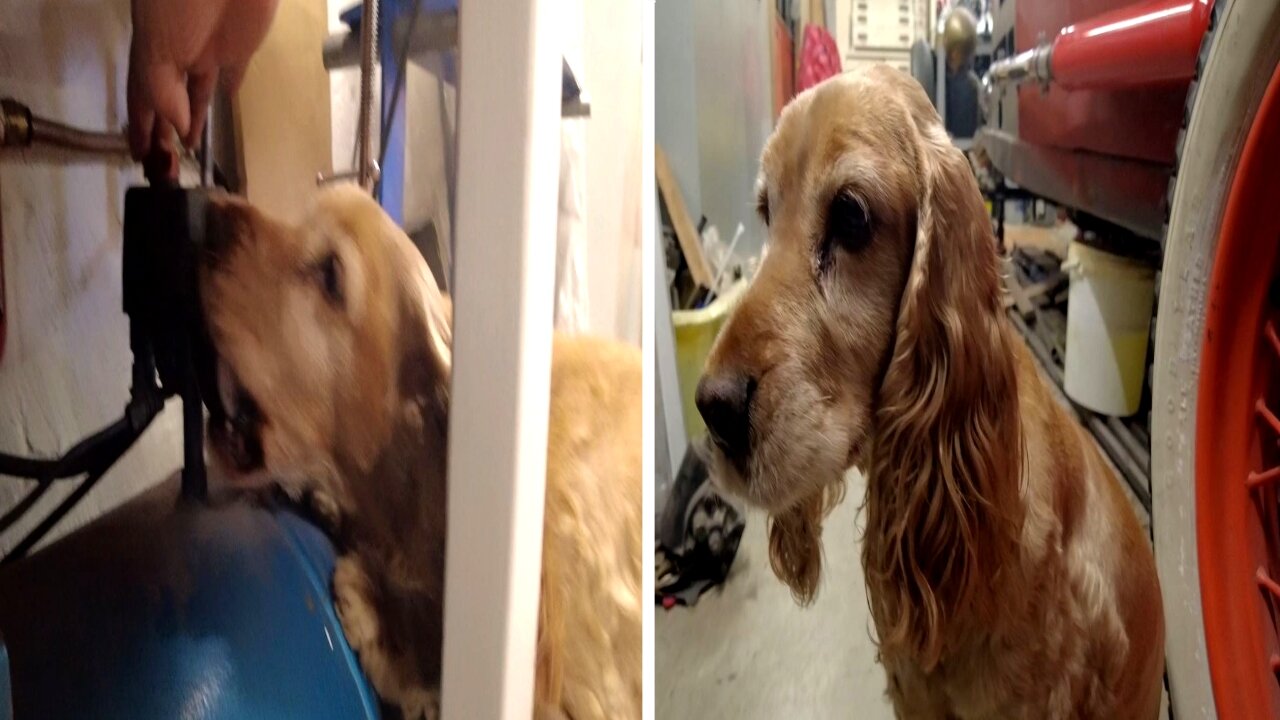 Cocker spaniel loves the sound of the air compressor