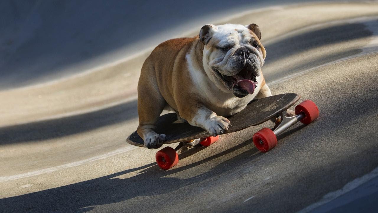 Funny Dog Skating! 🐕🛹😅