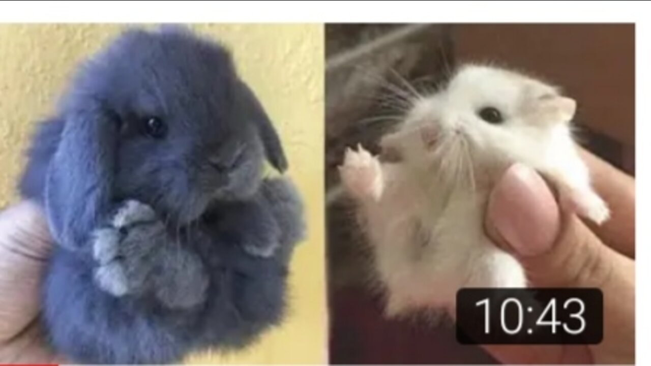 AWW SO CUTE! Cutest baby animals Videos Compilation Cute moment of the Animals - Cutest Animals