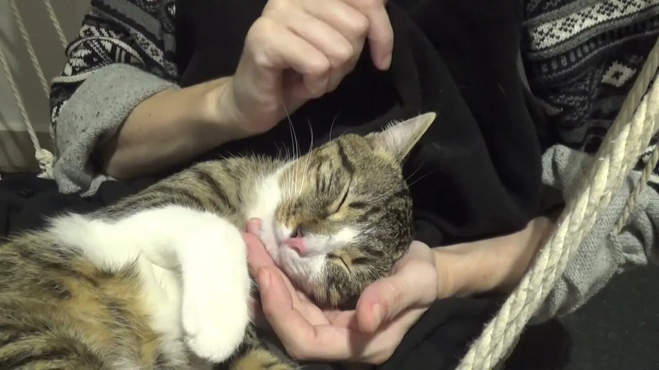 I Will Purr in Mom's Arms