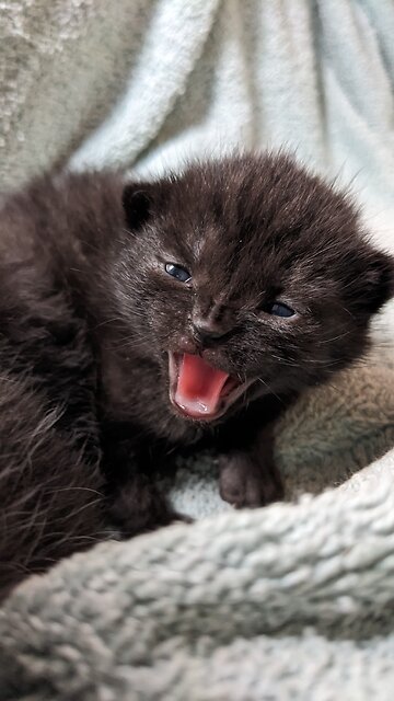 BABY KITTENS CUDDLING!