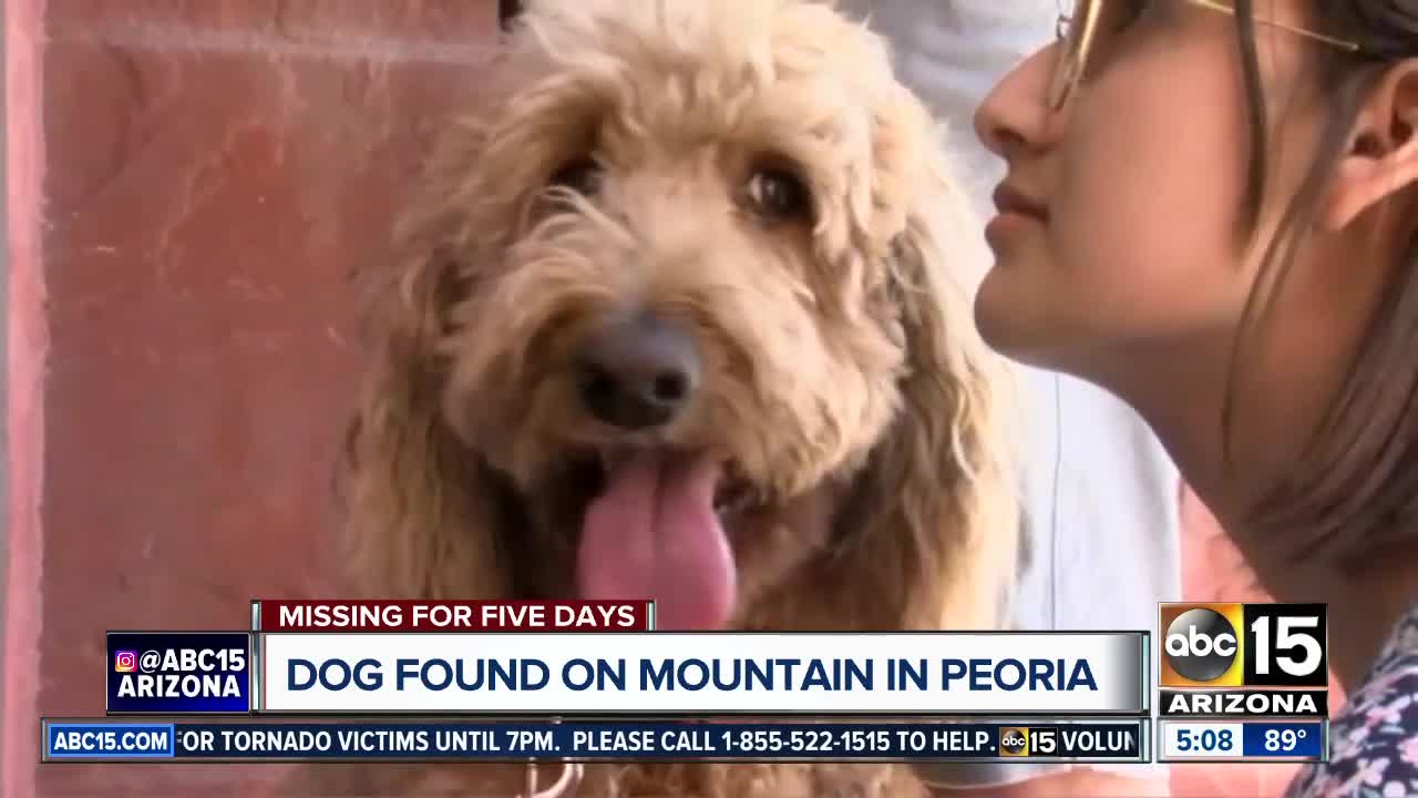 Peoria firefighters save dog stuck on mountain