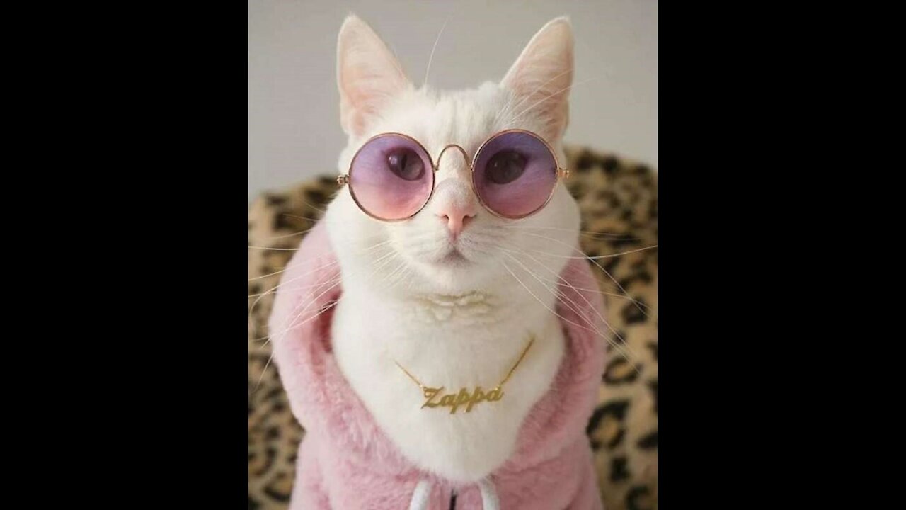 ЁЯШН Cute Cats and Funny Dogs Videos Compilation 2021 ЁЯШН