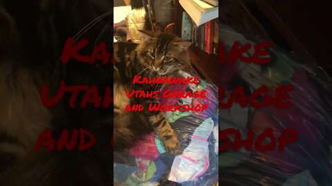 Even Cats Love It - #shorts