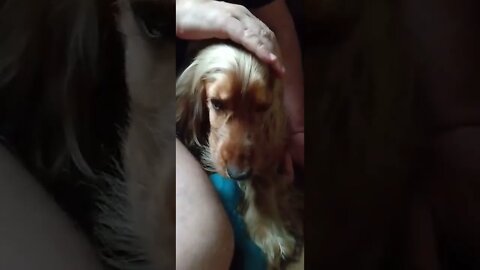 #dogshow , #animals , #dogs , #shorts