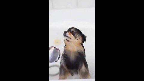 Funny dog