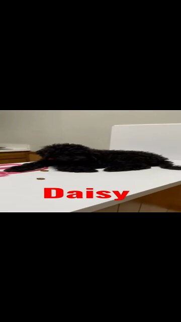 New puppy Daisy #shorts #puppy