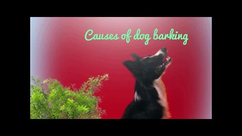Underlying the causes of dog 🐕 barking, #Shorts,#dog,#puppy,#underlying causes bark, #animal,#viral