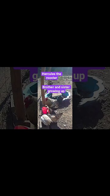 Farm surveillance. Big rooster caring for young hen