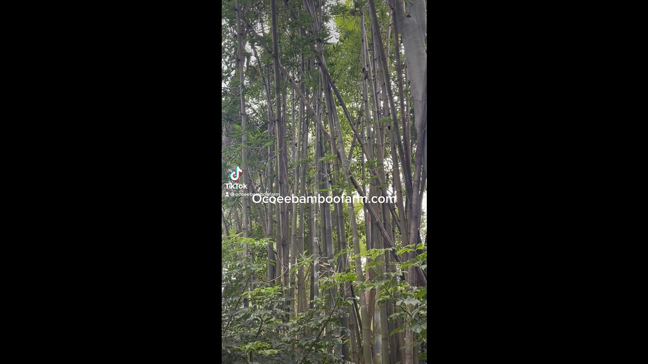 Bamboo Nursery Florida Ocoee Bamboo Farm 407-777-4807