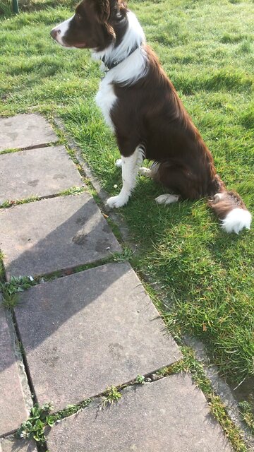 #5 My Border Collie | Meneer Heeft Alles In De Gaten