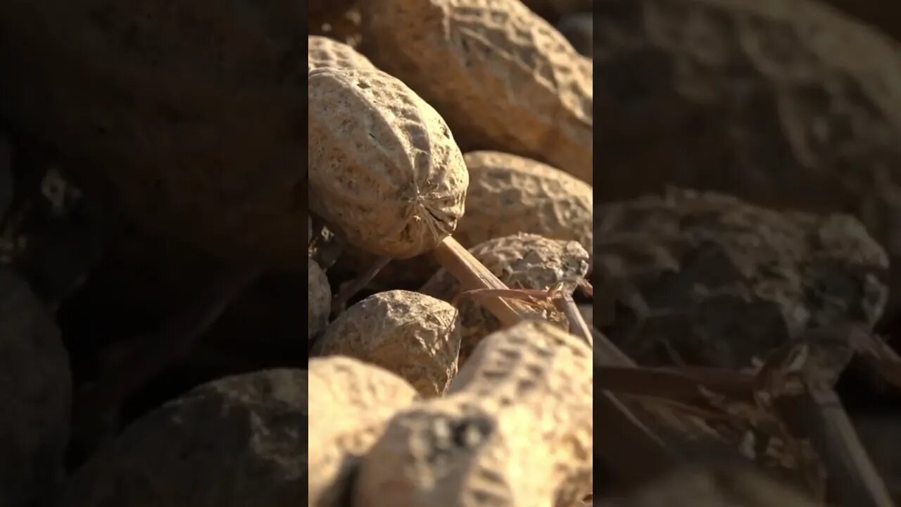Peanuts Close Up #shorts #ytshorts