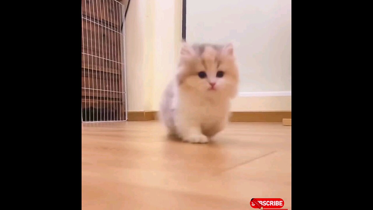 cute little kitten 😻 trending video