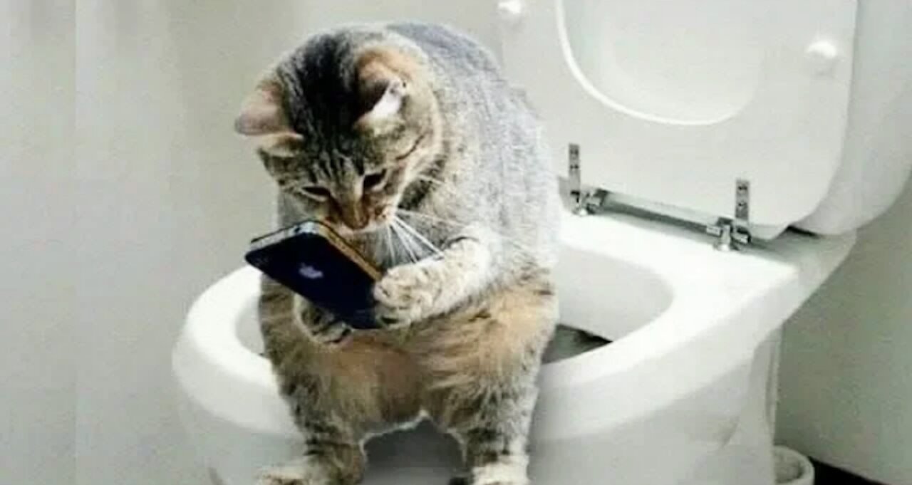 Funny And Cute Cat'S Life Cats And Owners Are The Best Friends Videos