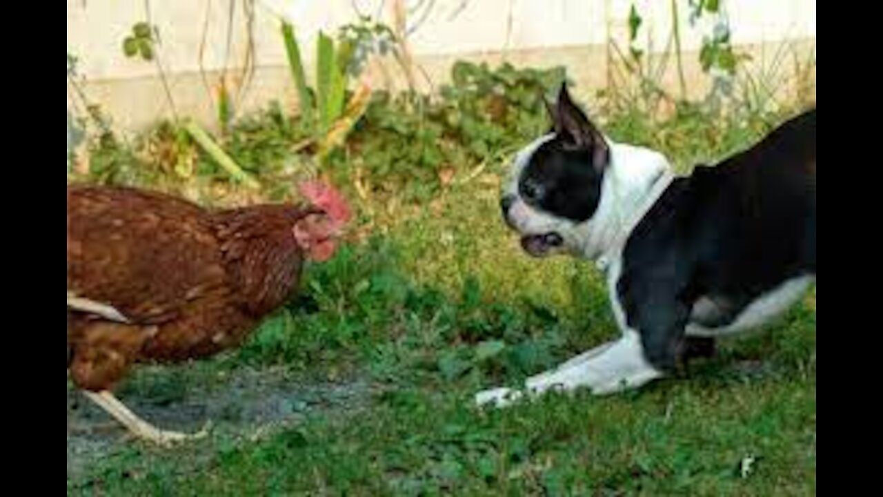 CHICKE VS DOG!!!!FUNNY VIDEOS!!!!!HAHAHAHAHAHAH!!!