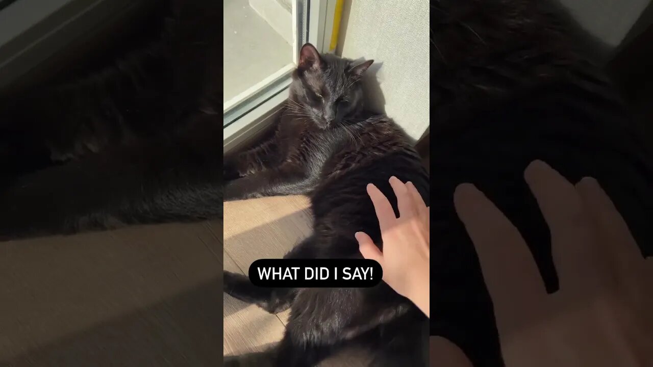#cat #catvideos #kitten #cutecat #shortsviral #puppy #shorts Voice credit: instagram @lorenapages