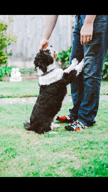 Best Pet Recordings Parody Entertaining Canines (Funny Animals #146)