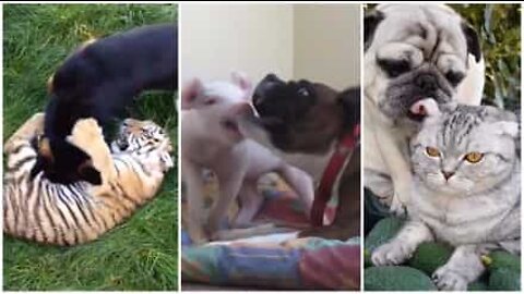 犬は人間にとって、そして他の動物達にとっても、いい友達だ！