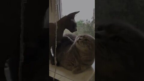 #shorts Смешные Коты Из Тик Тока 204 Funny Cats From Tiktok