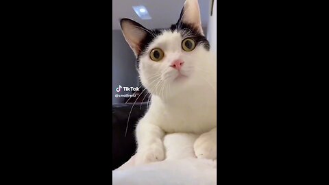 Cute Cat 🤩🤩🤩🤩