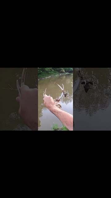 I found a full deer skull and antlers while creek fishing!