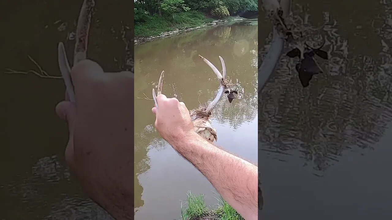 I found a full deer skull and antlers while creek fishing!