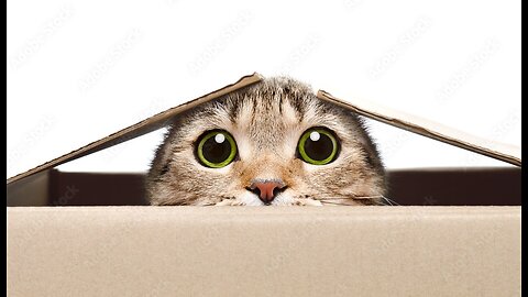 Animals are funny (Part116)