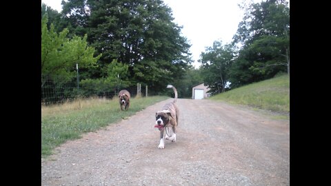 Alapaha Blue Blood Bulldogs Reaction To Thunder.