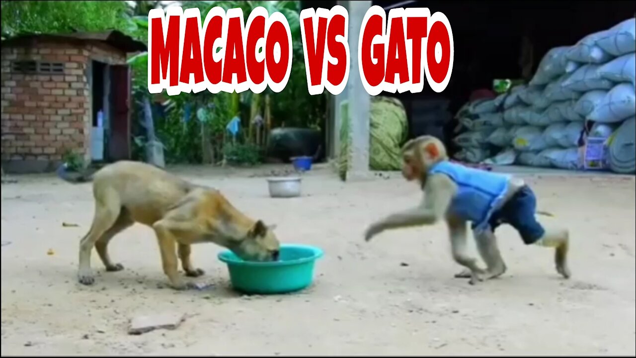 Macaco & gato