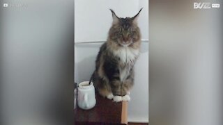 Gato mostra todo o seu mau comportamento