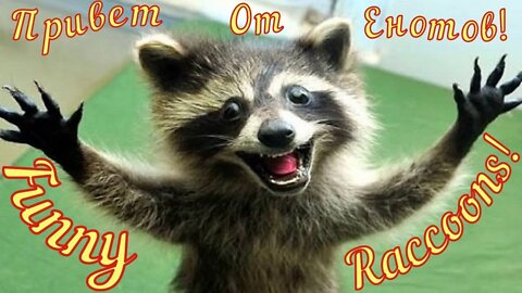 #raccoons #funnyanimals #приколысживотными Смешные Еноты Из Тик Ток 2 Funny Tik Tok Raccoons Юмор