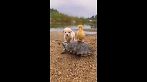 turtle duck puppy