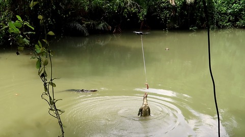 Feed lizard from drone