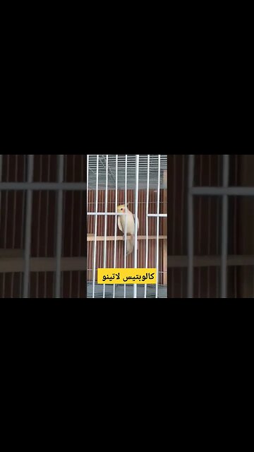 كالوبتيس لاتينو