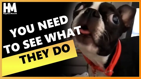 Funny Animals | Part 1